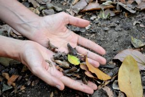 Ecología profunda y Medioambiente